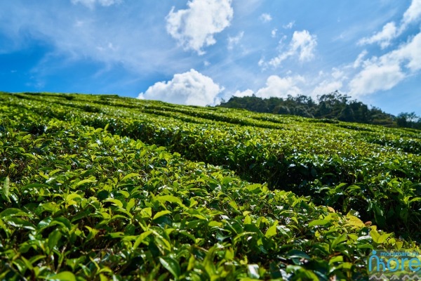  Чайные плантации
